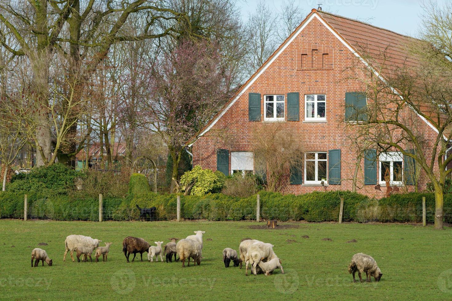 sheeps on a field in germany photo