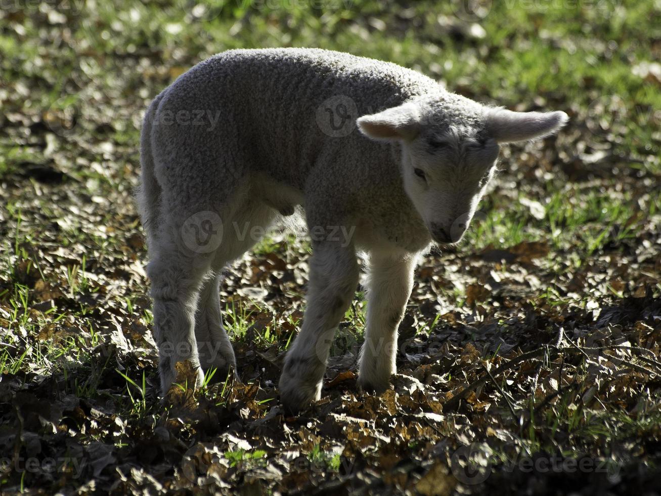 sheeps on a germany meadow photo