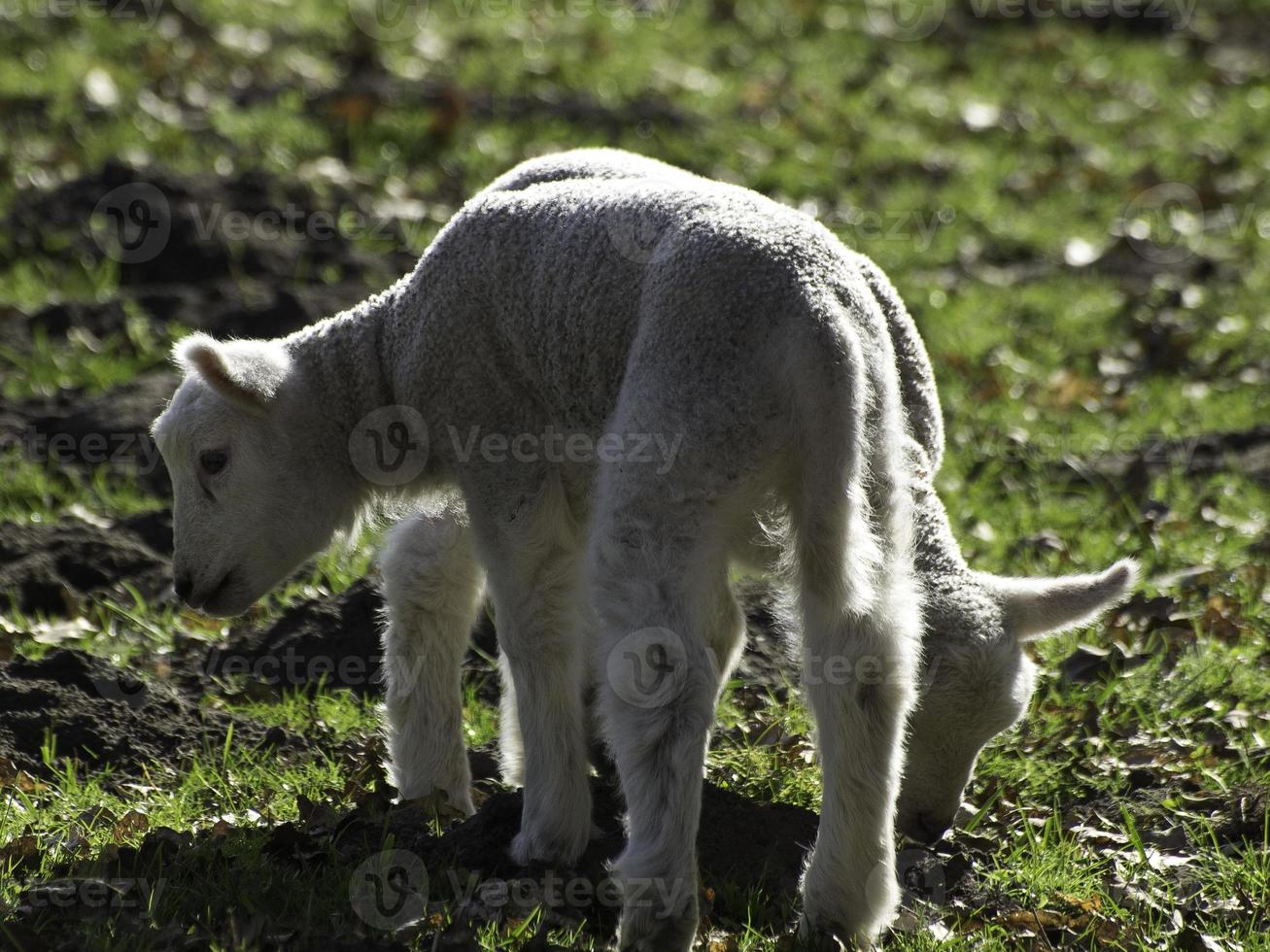 sheeps on a germany meadow photo