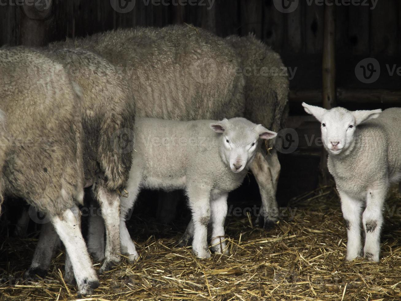 ovejas en un campo en alemania foto