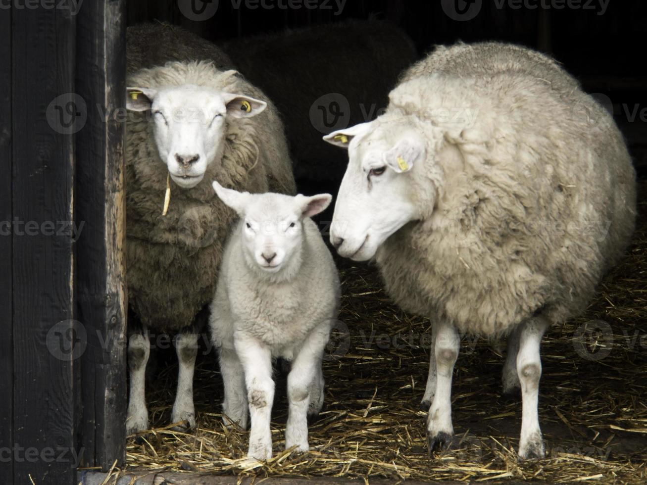 sheeps on a field in germany photo