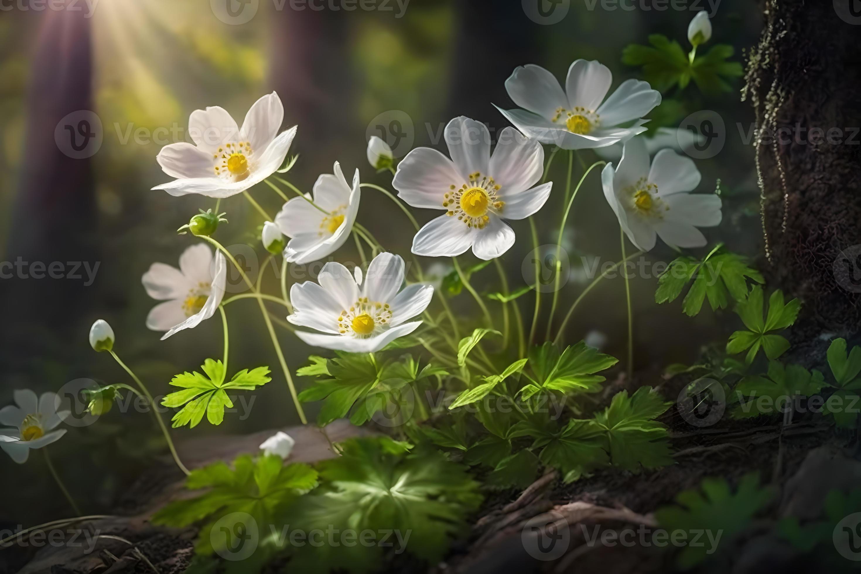 Beautiful white flowers of anemones in spring in a forest close up in
