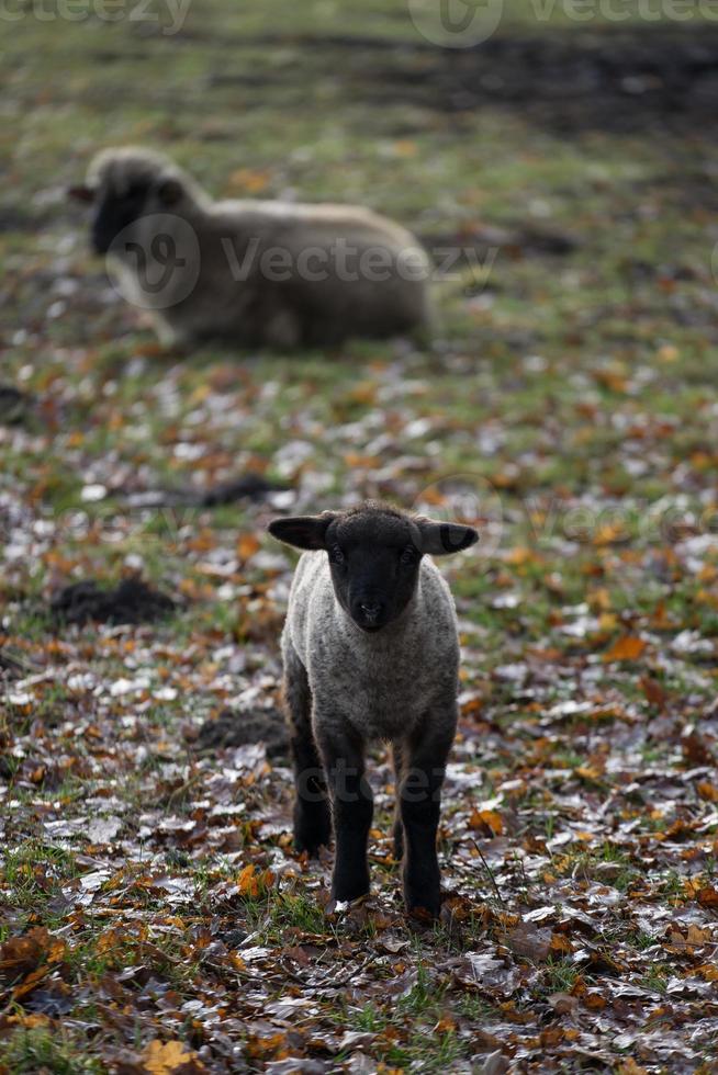 sheeps on a field in germany photo