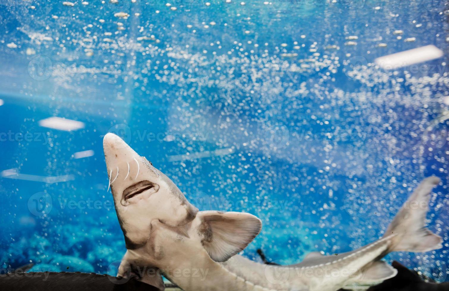 live sturgeon in the aquarium photo