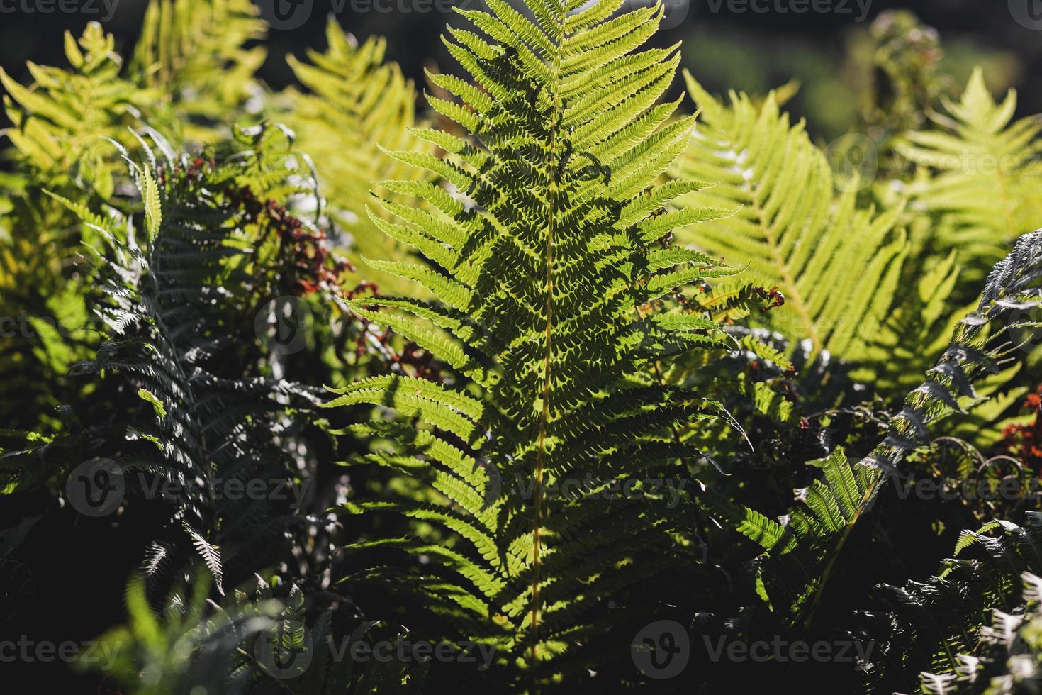 fern leafs in a park photo