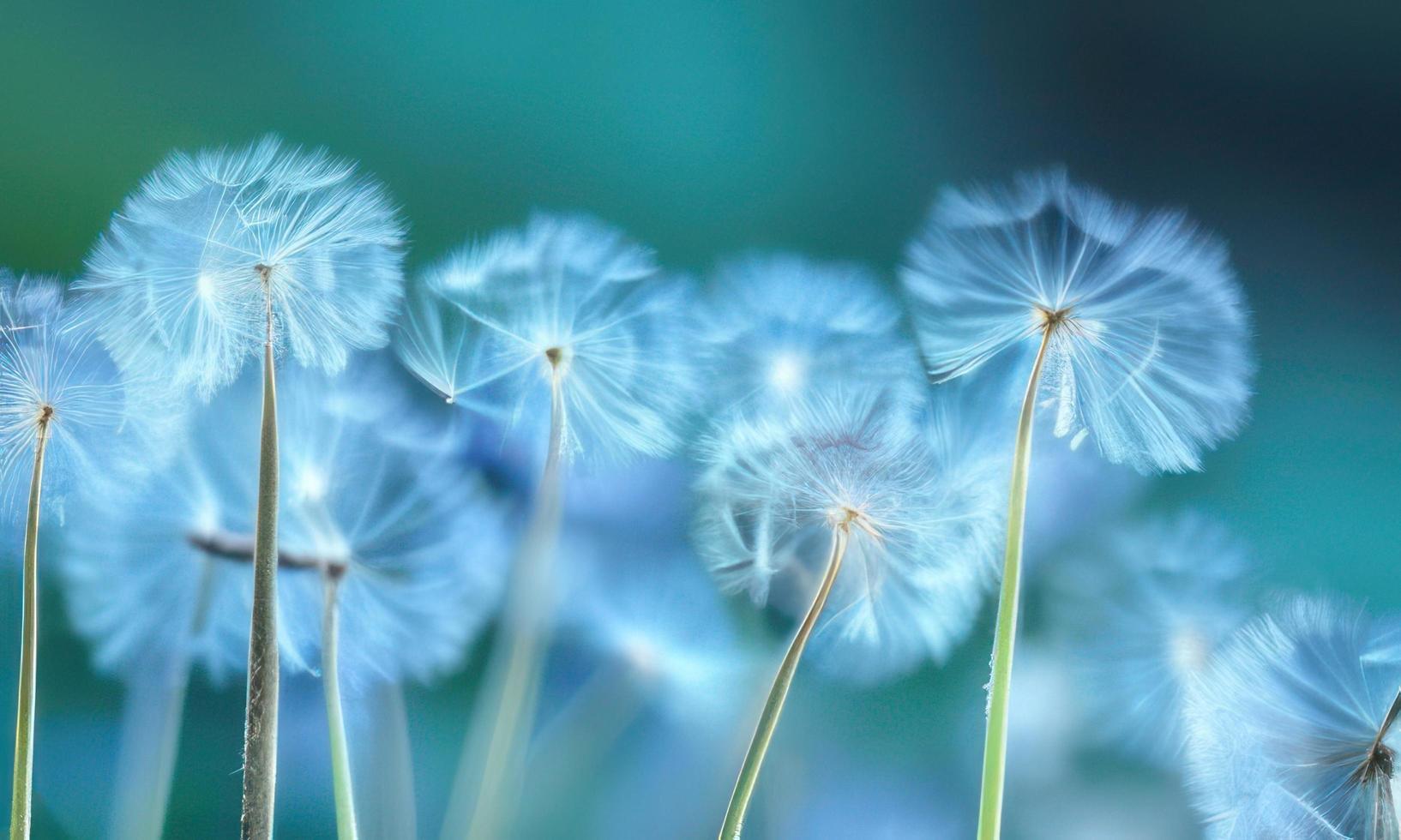 white dandelion in the wind photo