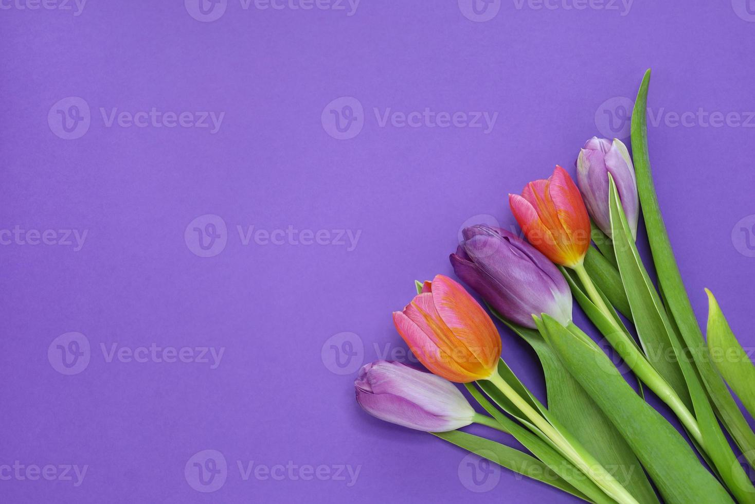 Bouquet of five mixed fresh tulips, three purple and two red, with green leaves in bottom right corner on violet paper background. Greetings card for springtime holidays with place for text. photo