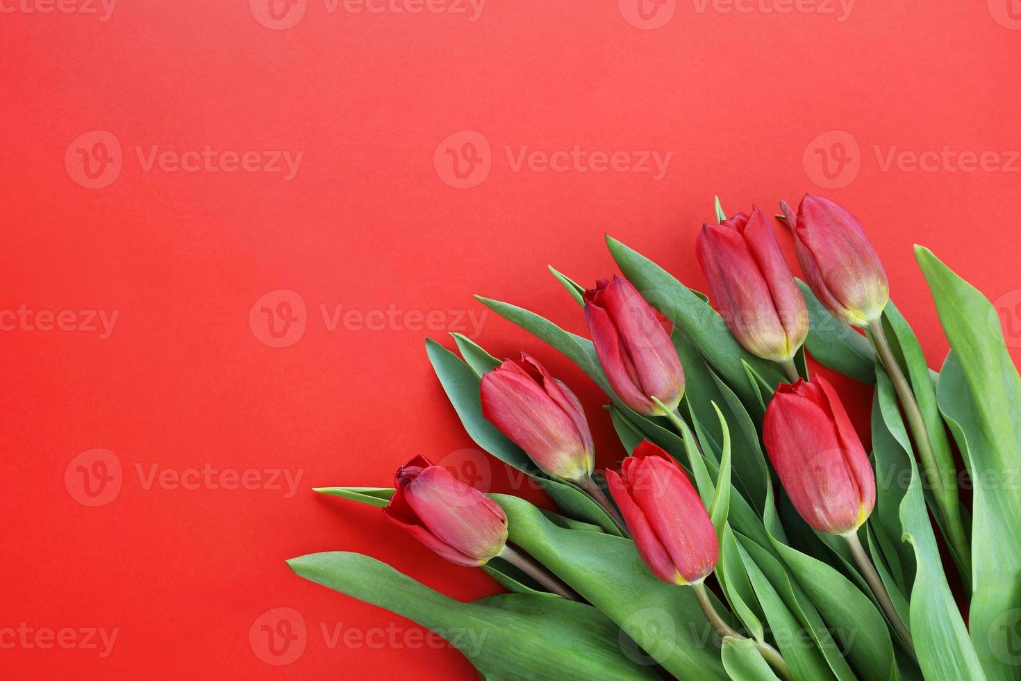 Bouquet of fresh dark red tulips with green leaves in bottom left corner on red paper background. March 8 Womens Day. Mothers Day. Grandma Day. Happy Birthday. Easter. Valentine's Day. Place for text. photo