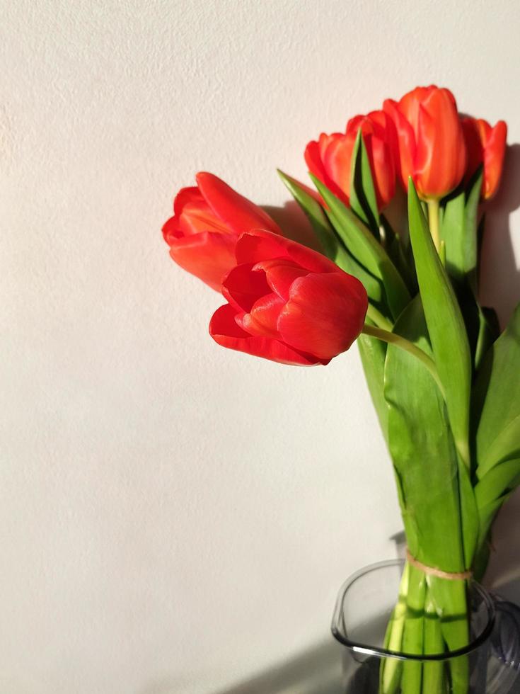 Bouquet fresh red tulips with green leaves in glass vase on white wall background. March 8 Womens Day. Mothers Day. Grandma Day. Happy Birthday. Vertical image. photo