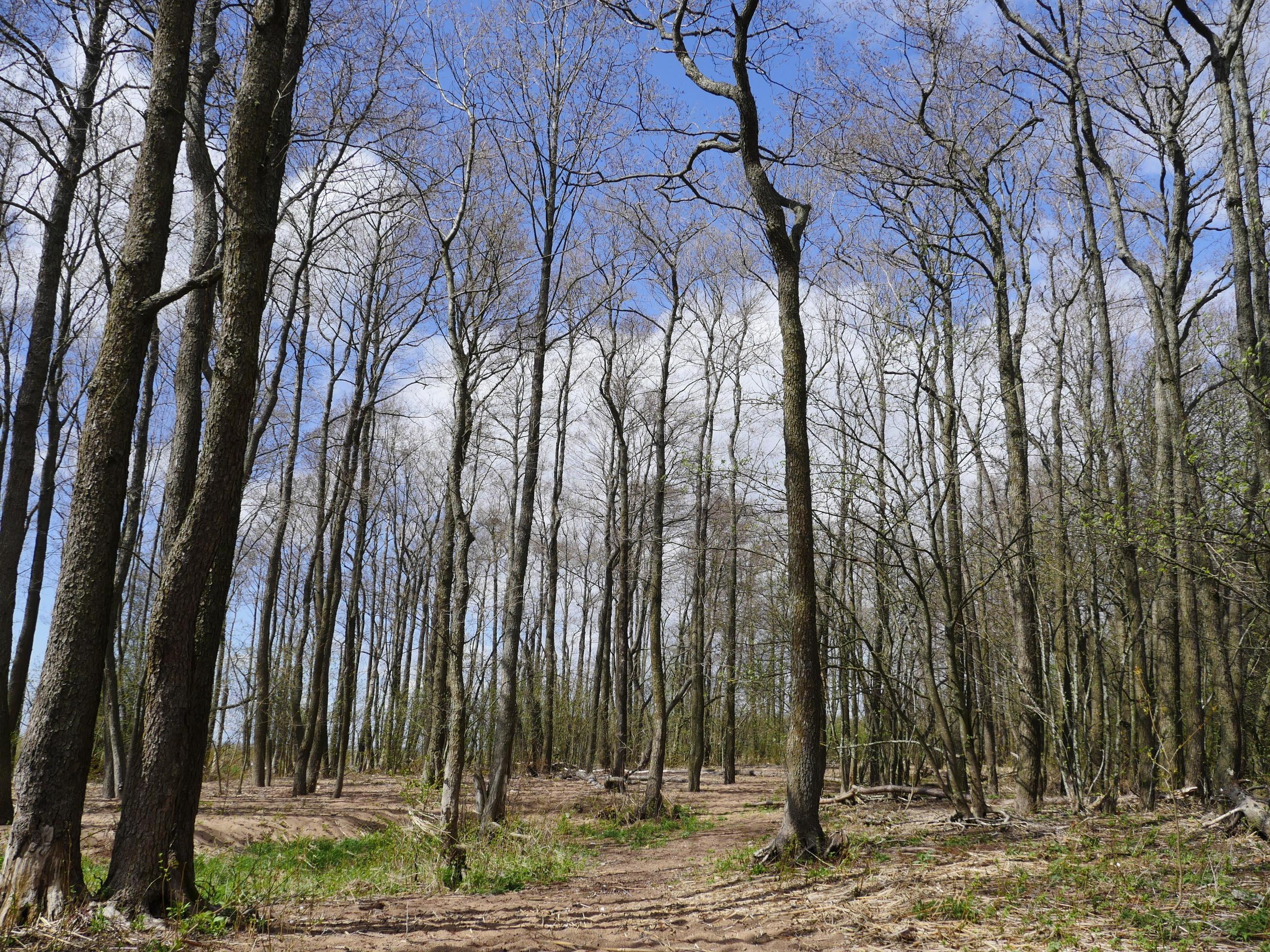 spring forest, tall trees bare without leaves, first green grass