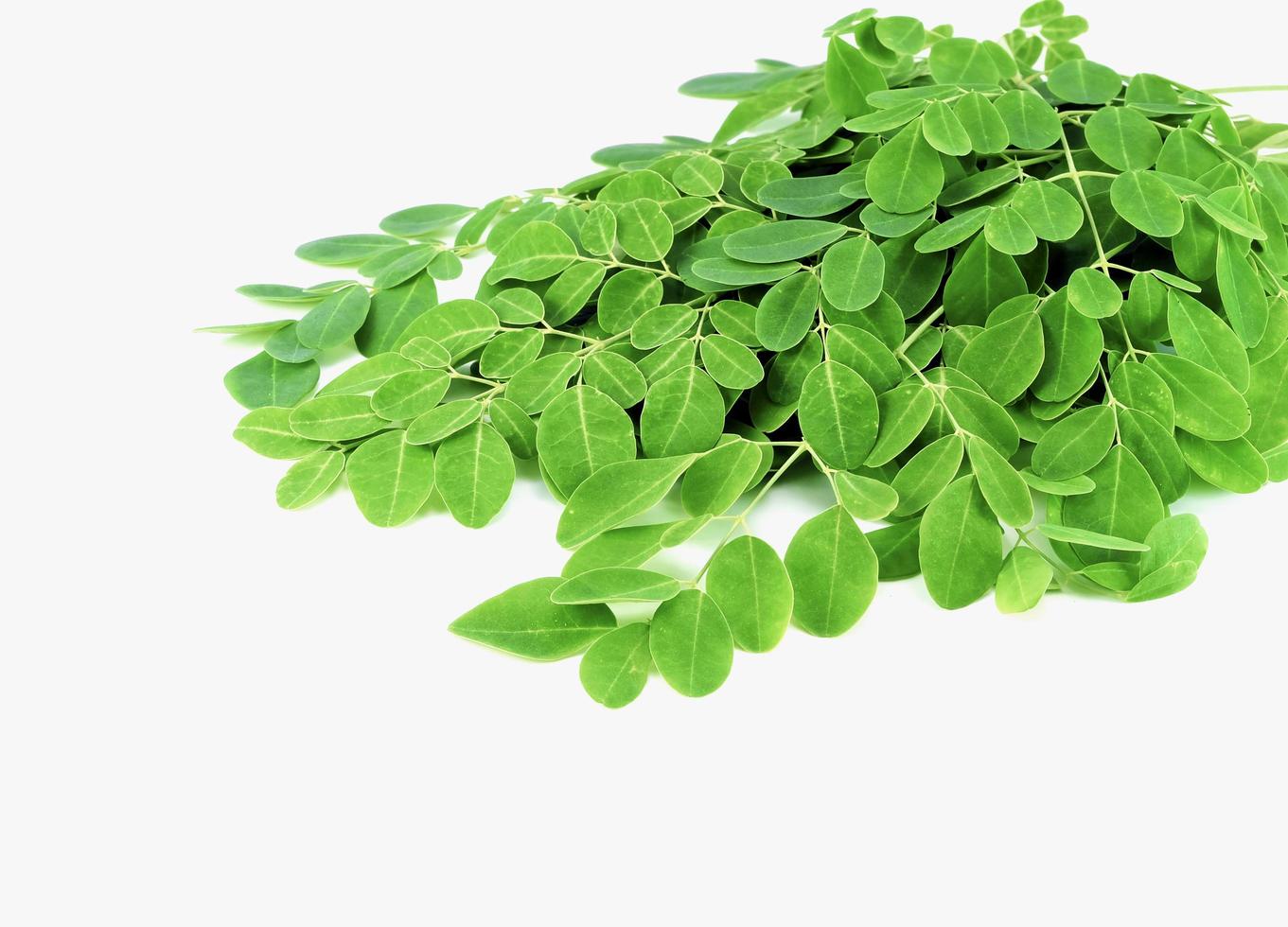 pile of moringa leaves photo