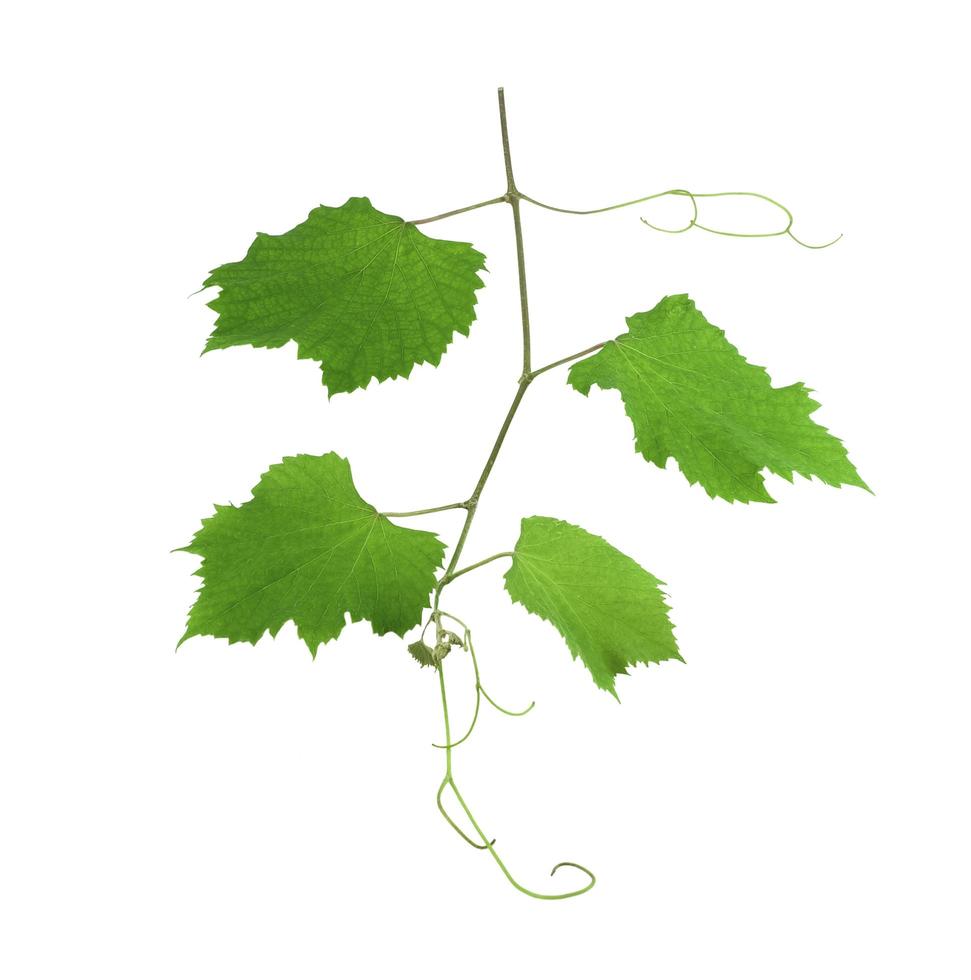 grape ivy on white background photo