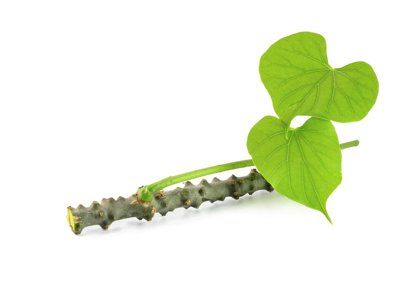 guduchi con hoja en blanco antecedentes foto