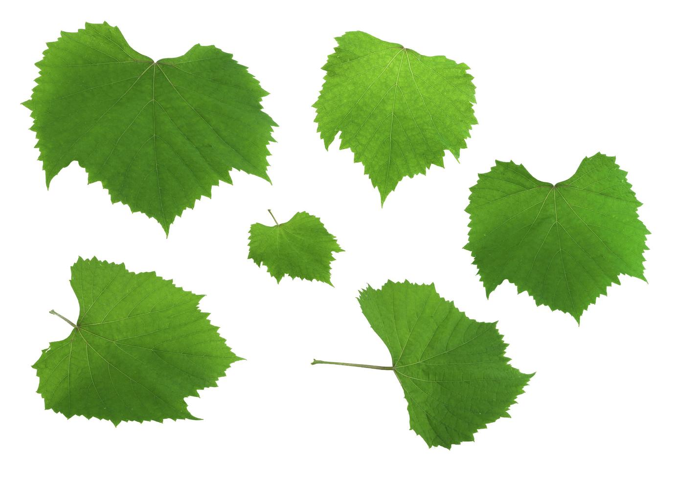 grape leaves isolated photo