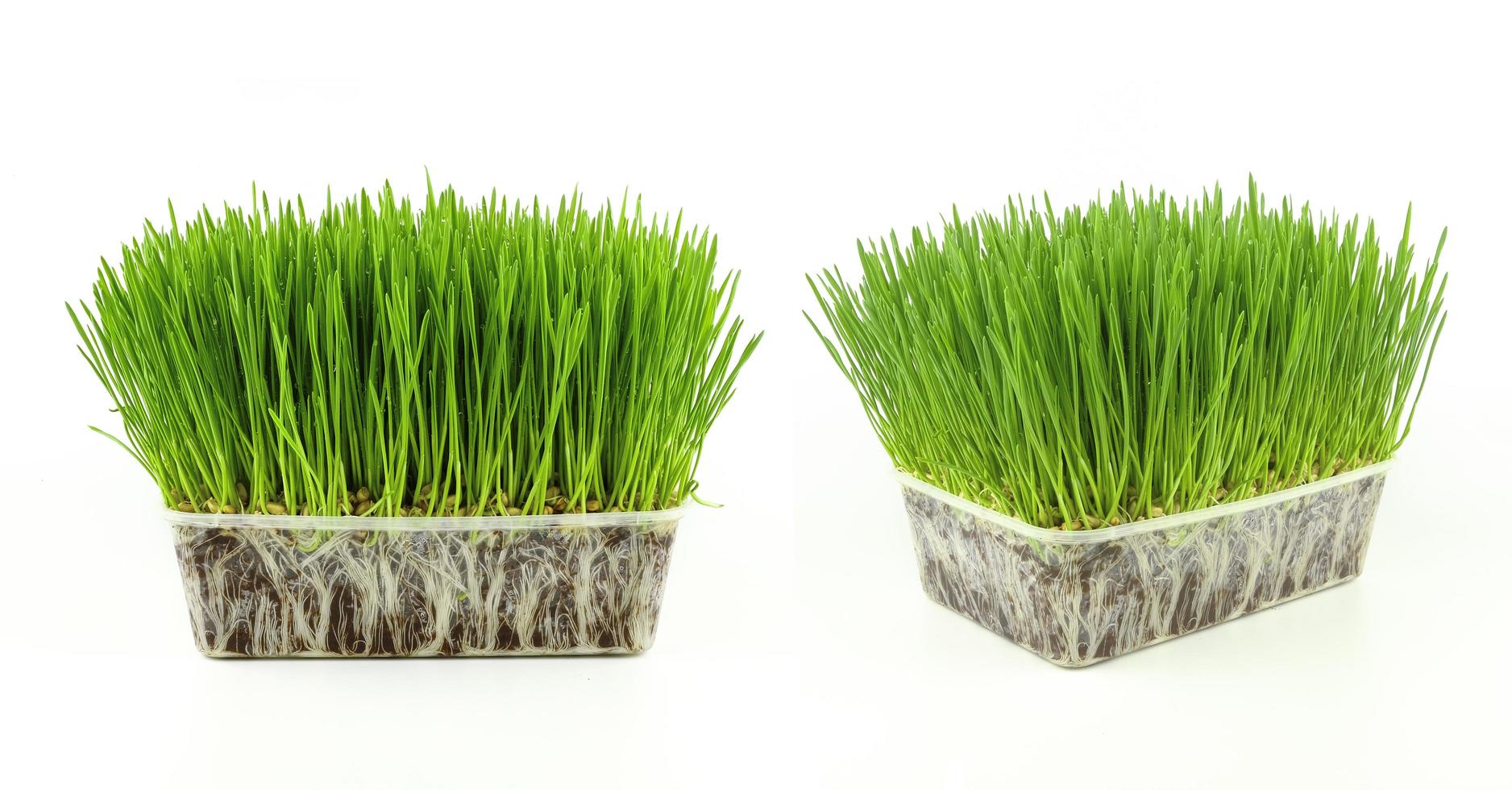 wheat grass growing in white tray photo
