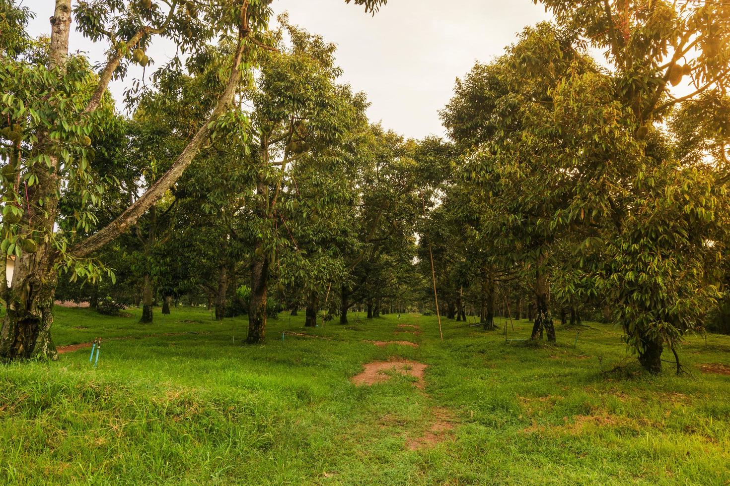 durian plantation in thailand farm photo