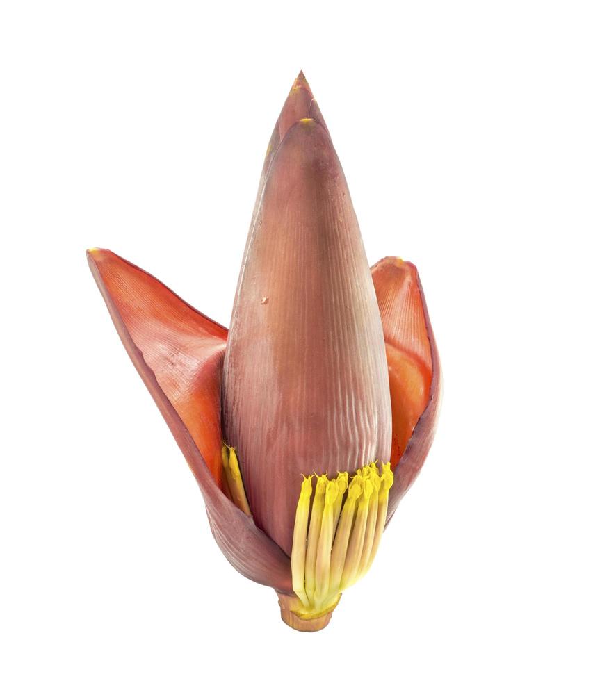 isolated banana blossom with open red bracts photo