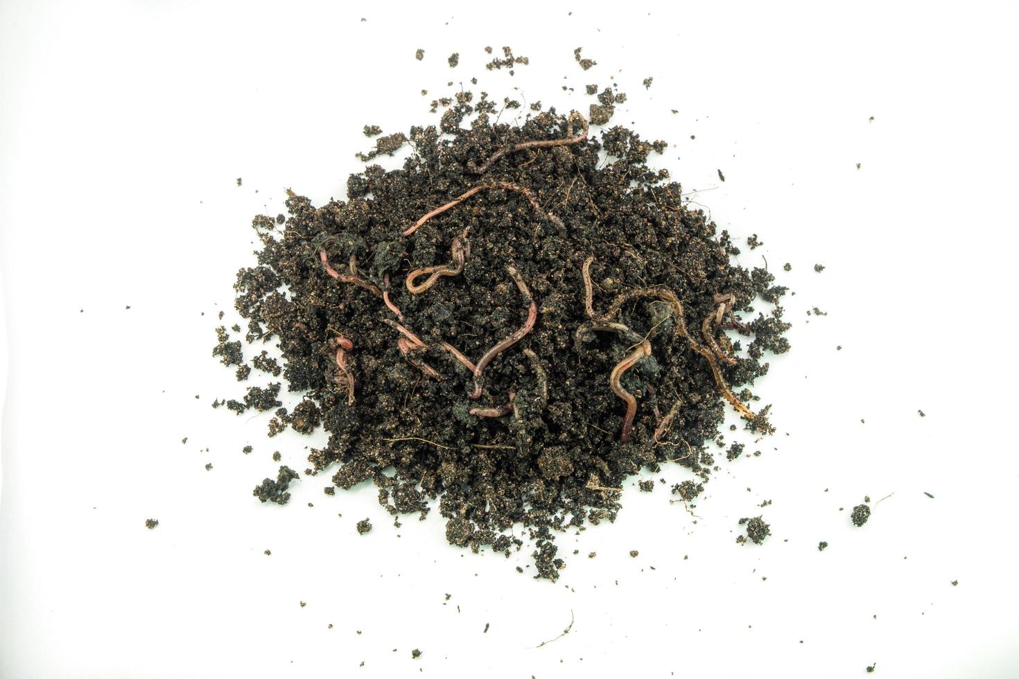 earth worm on pile ground in natural environment photo