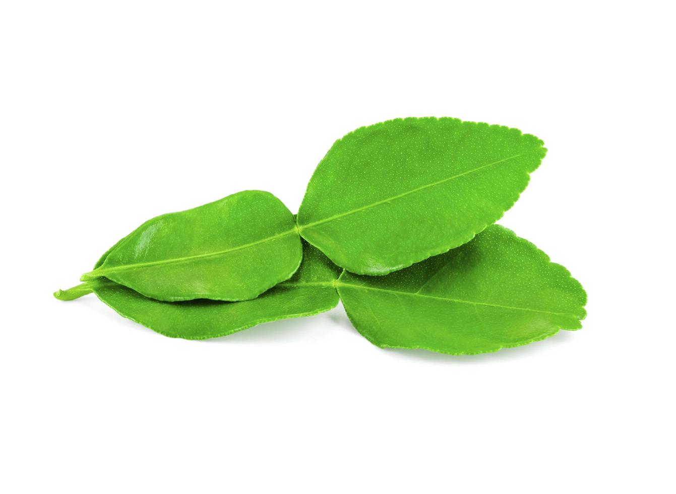 kaffir lime leaves on white photo
