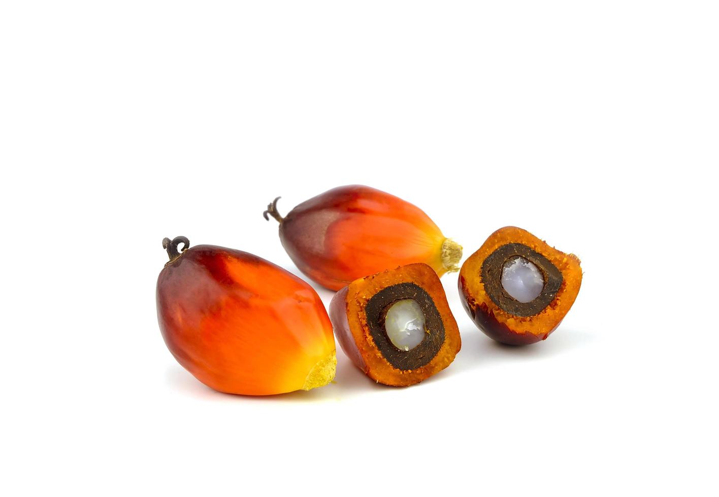 oil palm seed on white background photo
