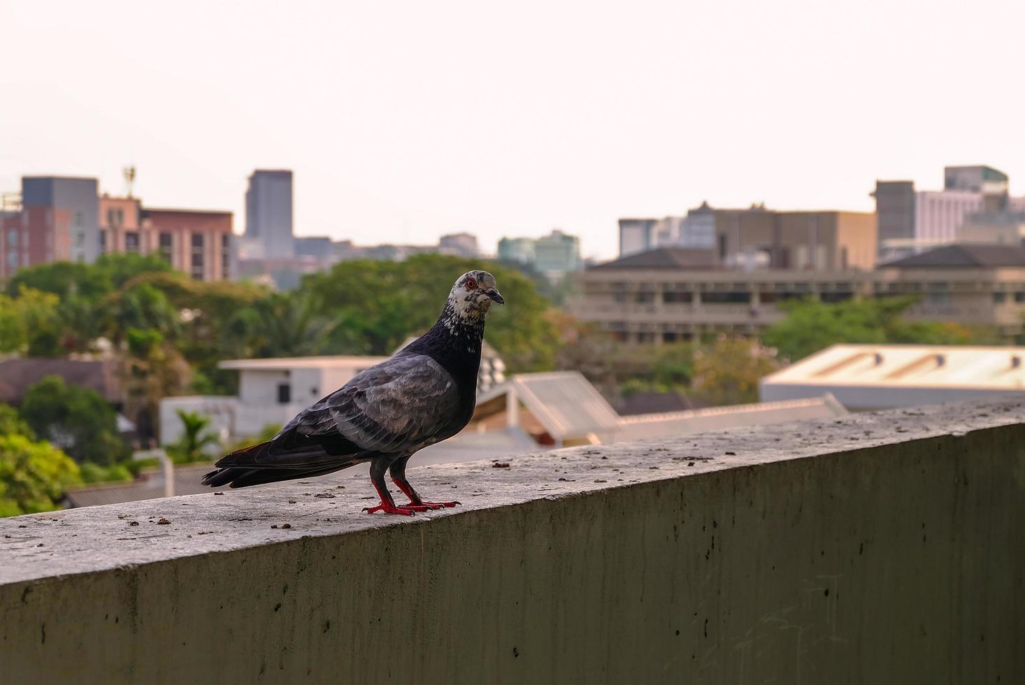 pigeons bird standing on balcony photo
