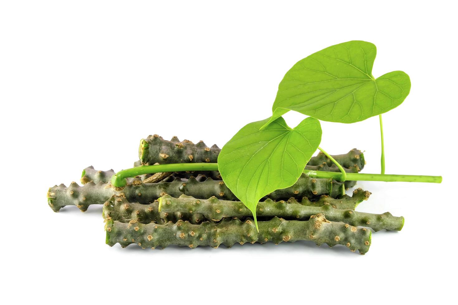 pile of tinospora cordifolia on white background photo