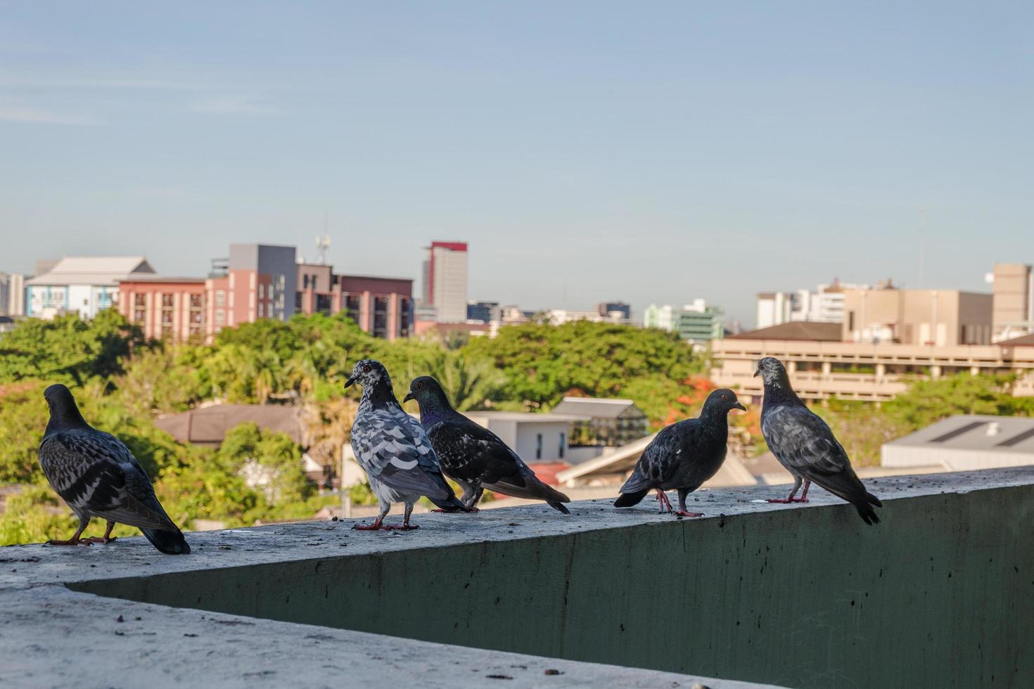 pigeons sitting on balcony building photo