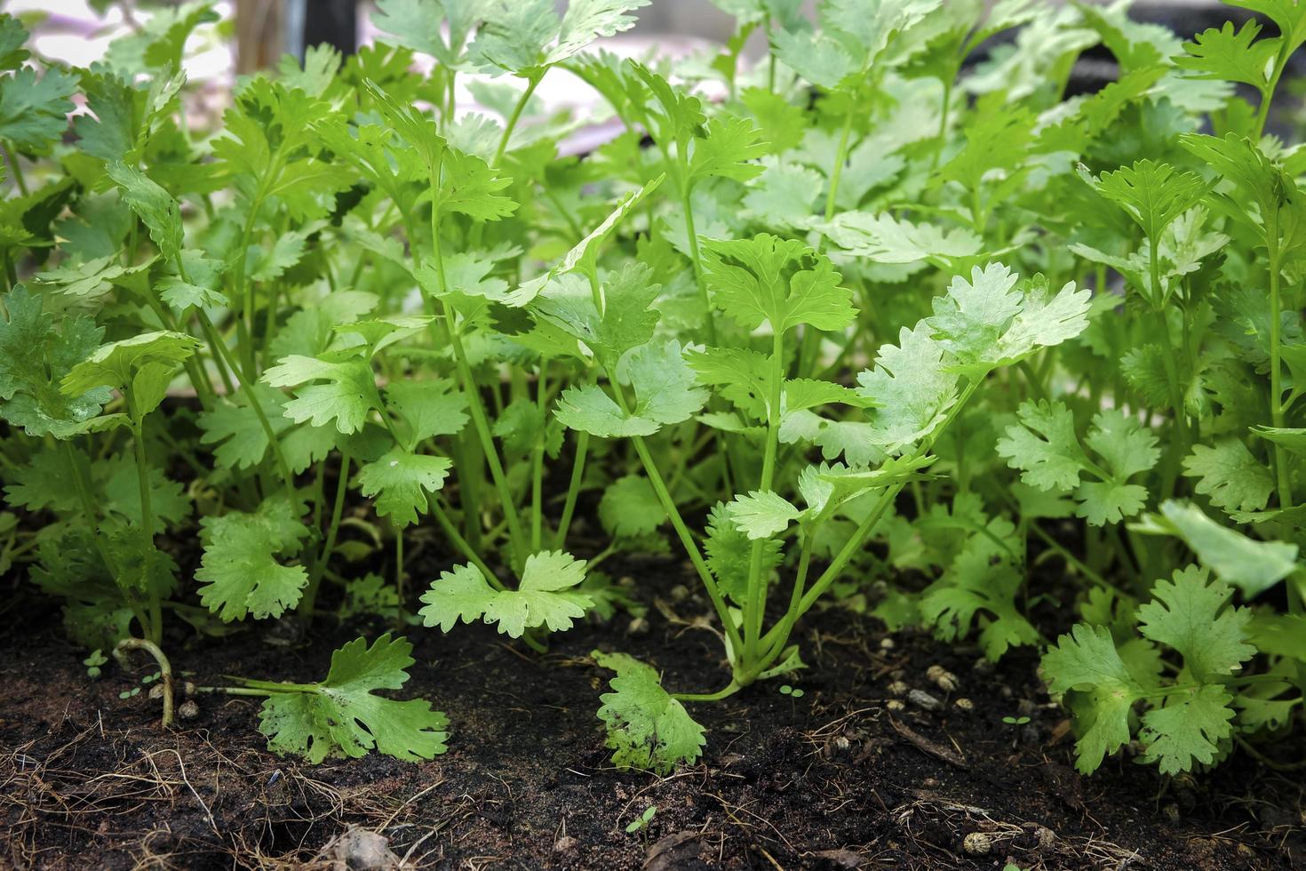 organic coriander in gardening food photo