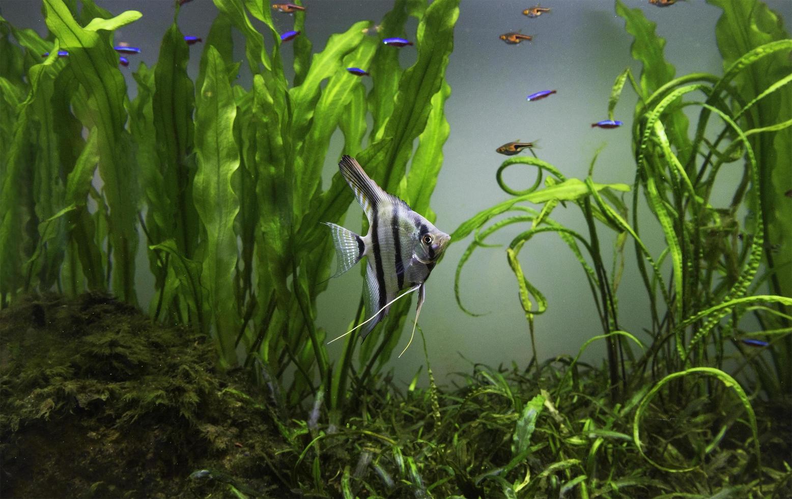 planted aquarium tank with fish photo
