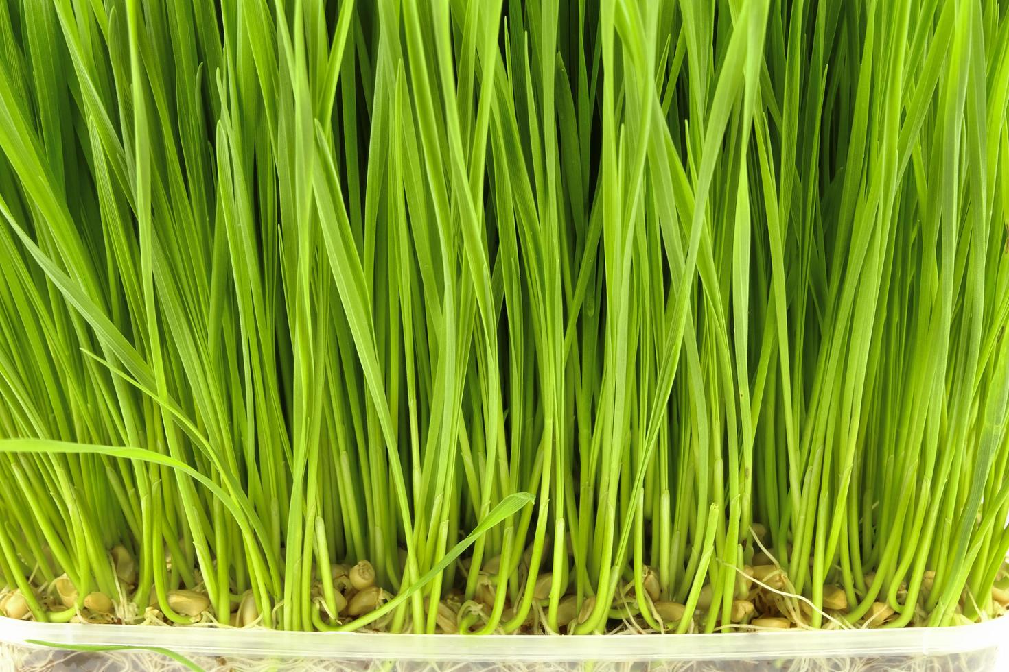 wheat grass background growing photo