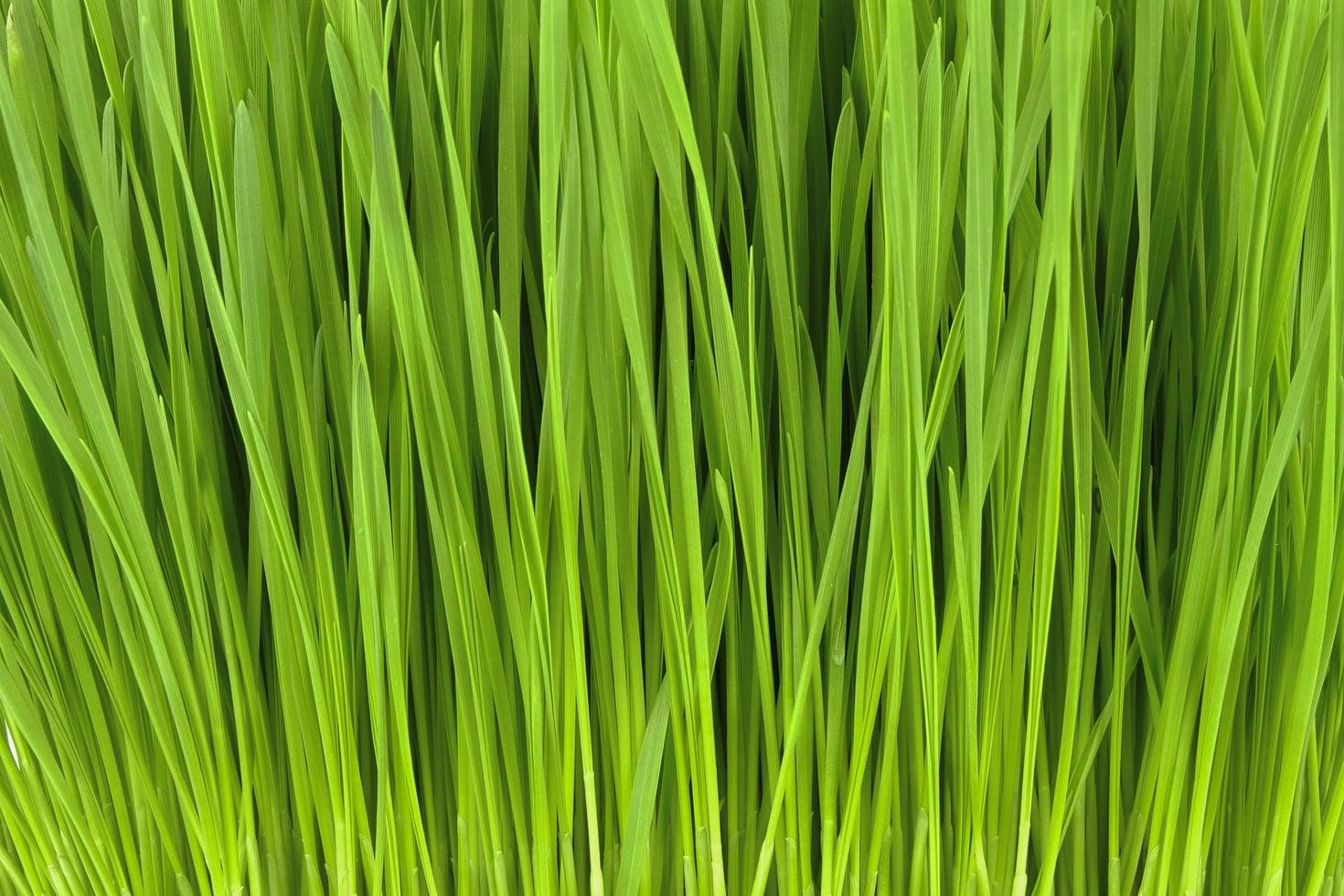 fresh green grass background photo