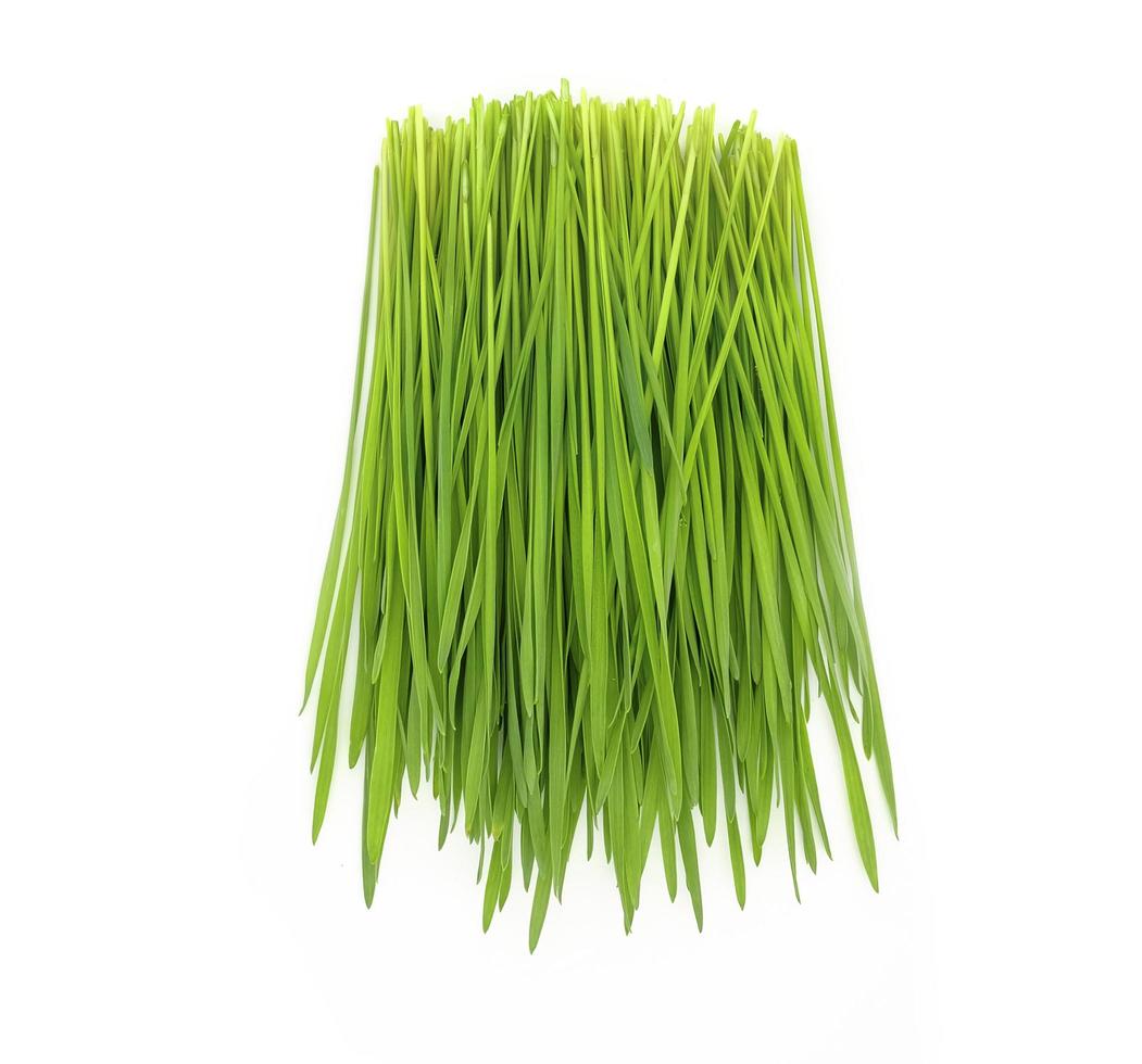 green wheat grass  on white background photo