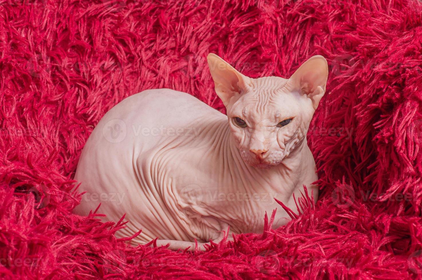 A sphynx cat lies on a red blanket. The cat is resting in a chair at home. photo