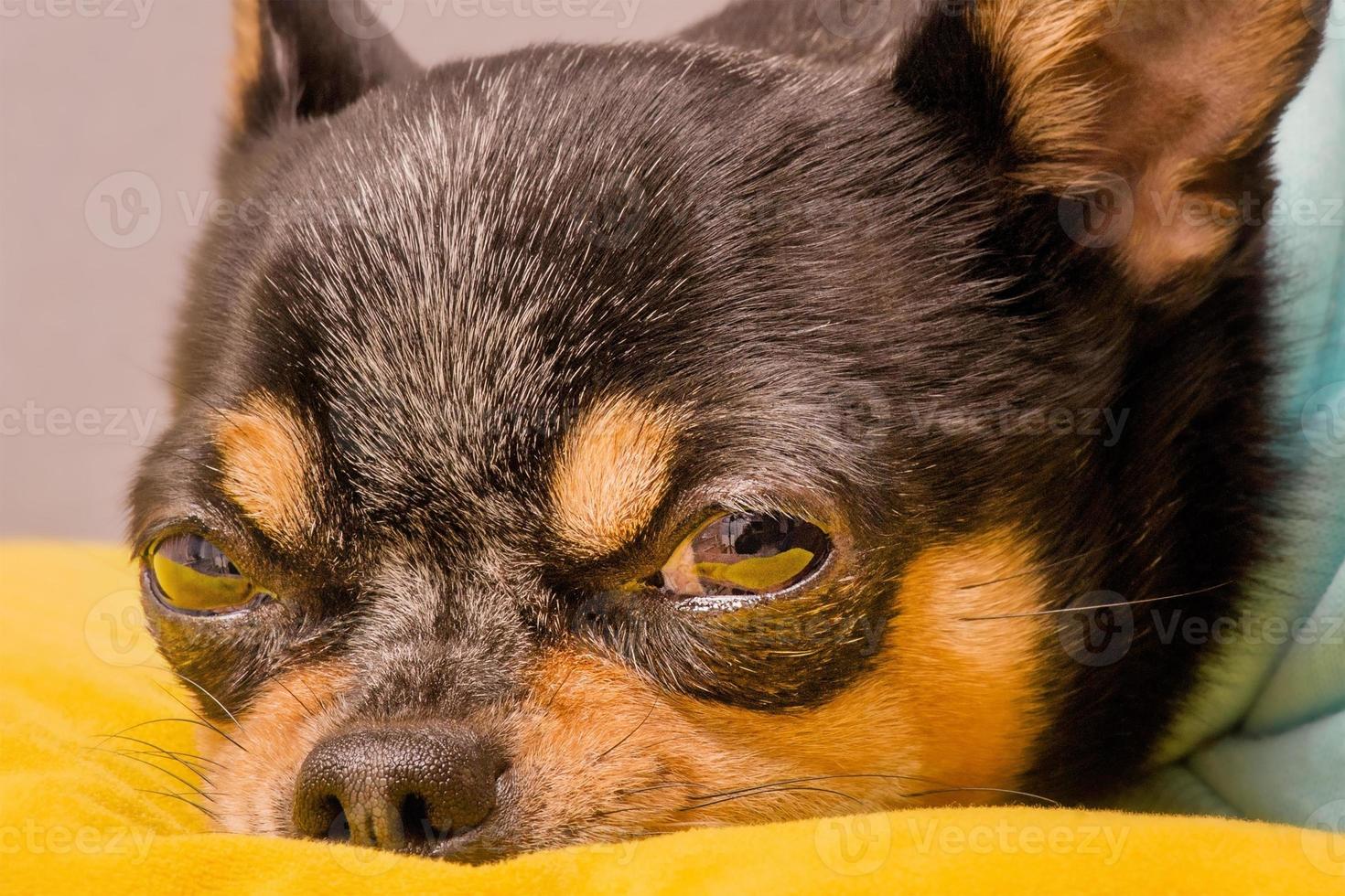 Small breed dog macro photo. A chihuahua on a yellow pillow and in hoodie. An animal, a pet at home. photo