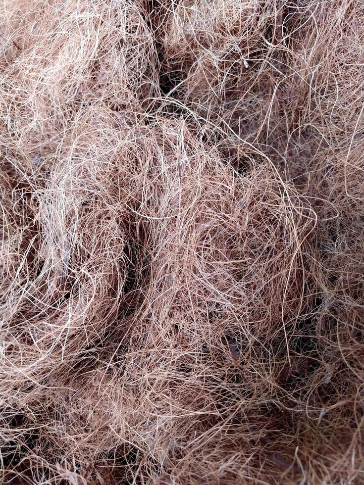Close up of some coconut fibers in the garden. photo
