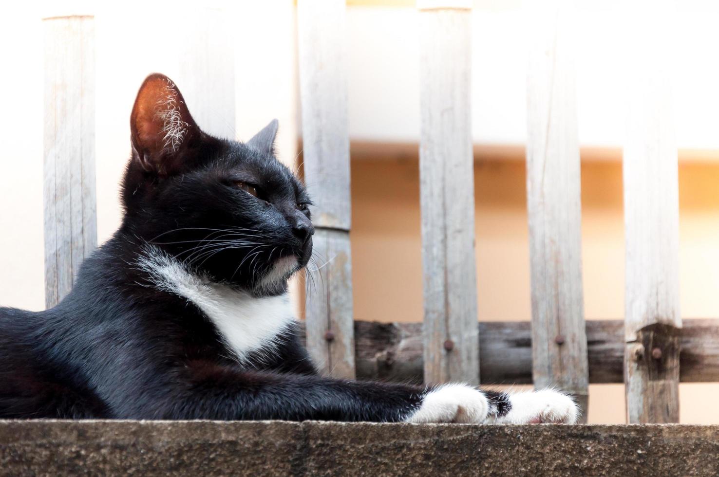 Young cat of a black color on fence ,Animal portrait Black kitten photo