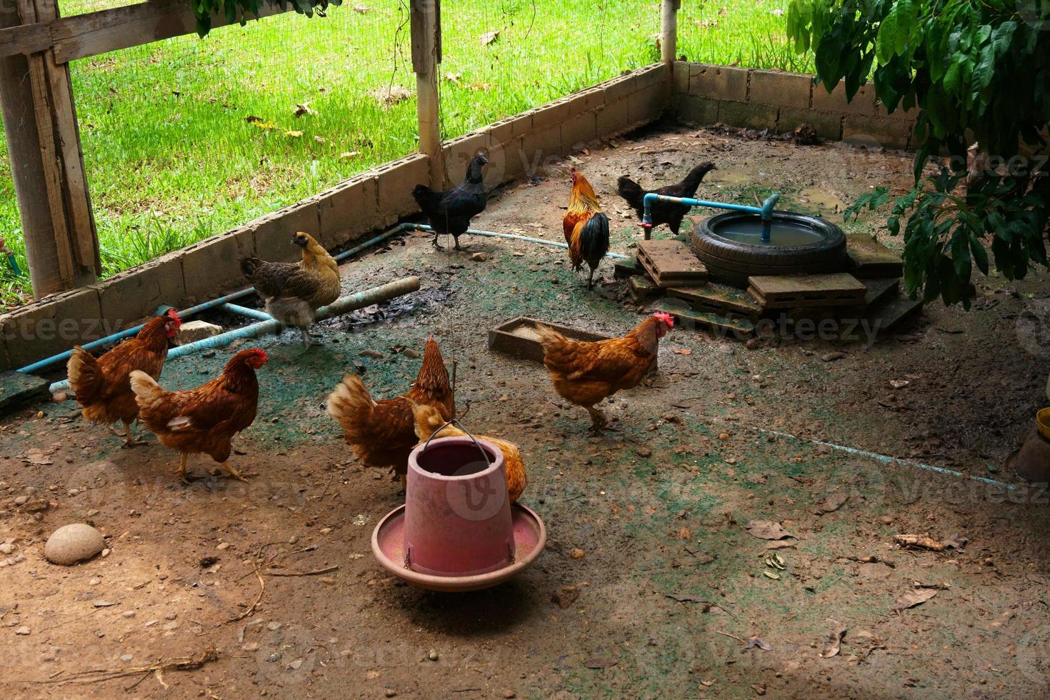 Mother Hens chicken on a farm,range chickens on organic farm photo