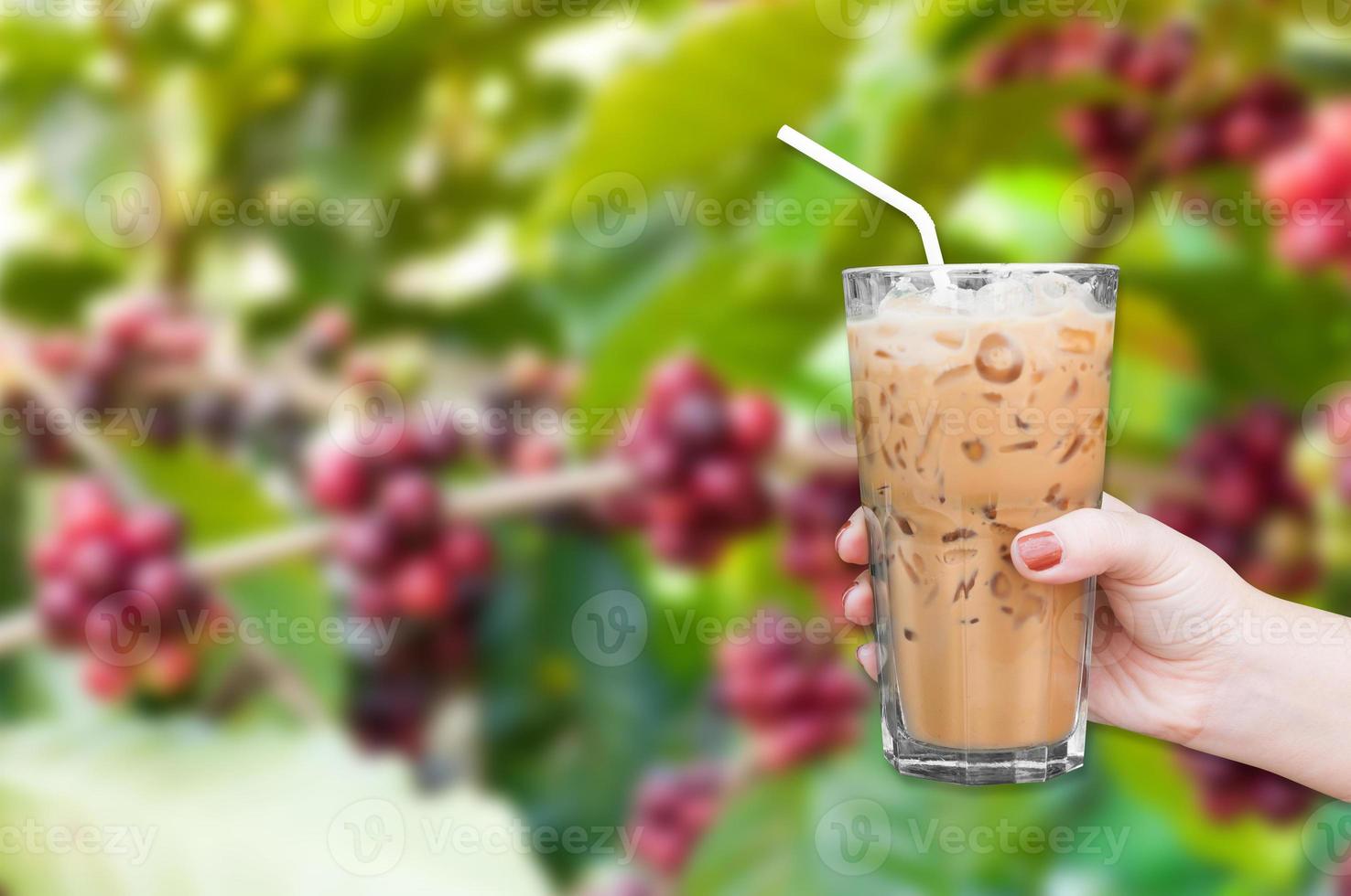 woman hand holding the glass iced coffee on fresh coffee beans in coffee plants tree,fresh arabica coffee fruits on tree background,Iced latte coffee photo