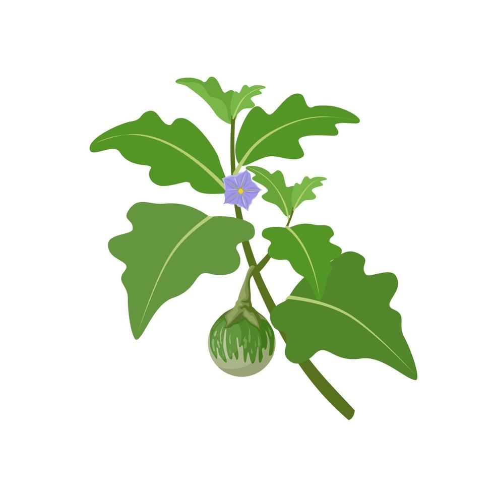 Vector illustration, thai eggplant or Solanum melongena, isolated on white background.