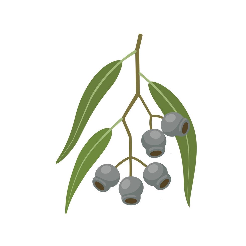 Vector illustration, Eucalyptus caesia, also called gumnuts, Gungurru or Silver Princess, isolated on white background.