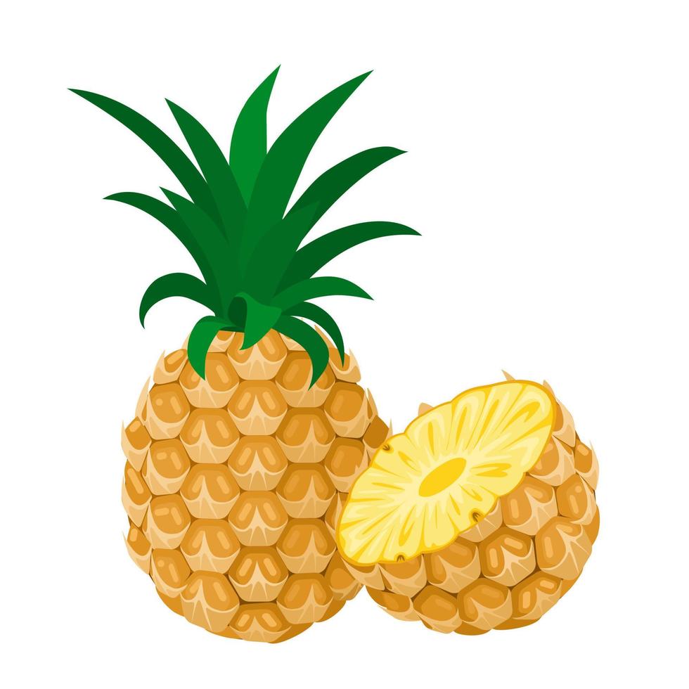 Vector illustration, whole and sliced pineapple fruit, isolated on white background.