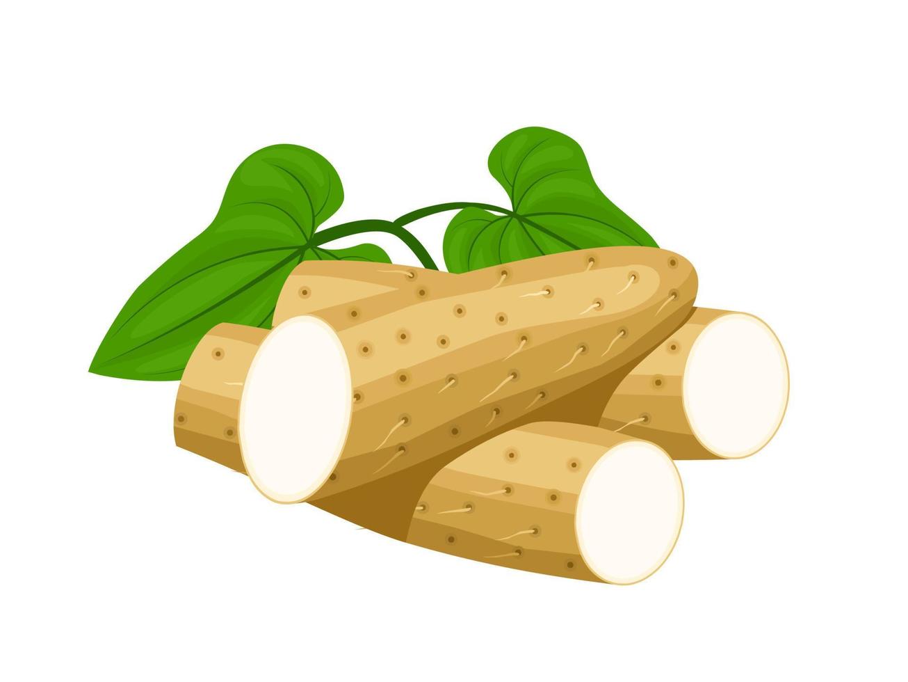 Vector illustration of Chinese yam or Dioscorea polystachya, isolated on white background.