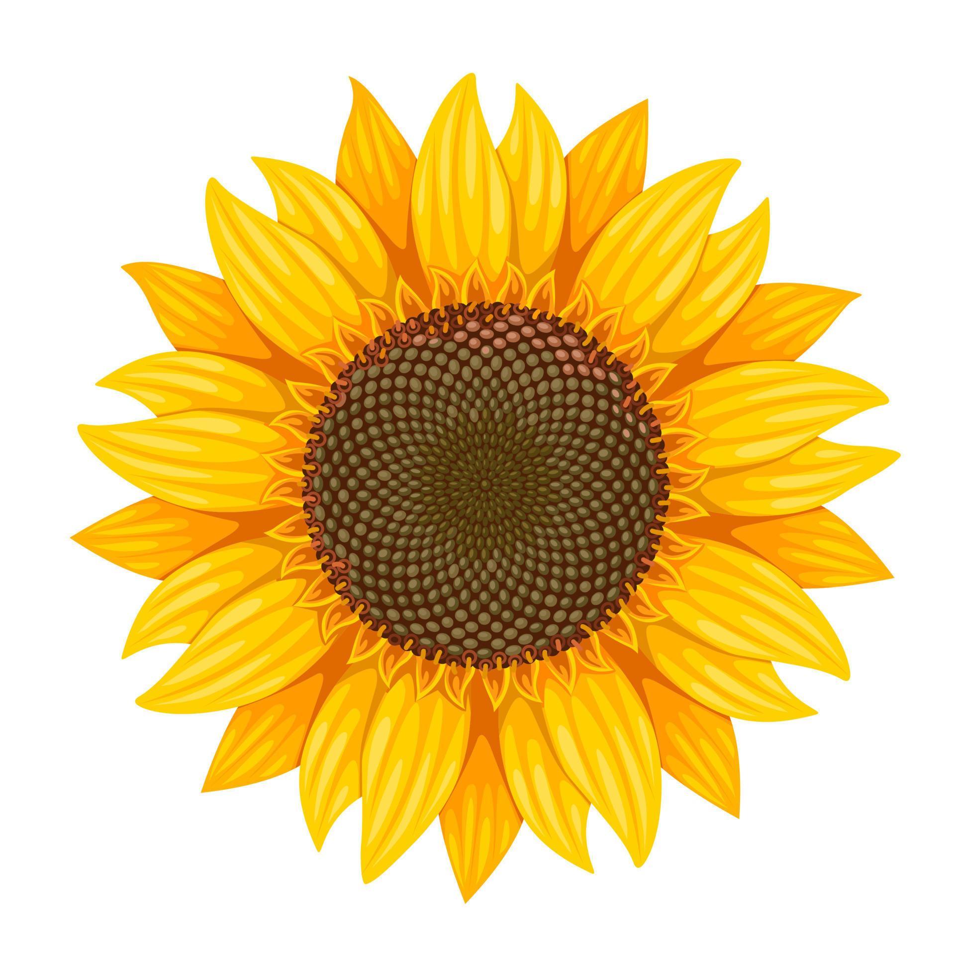 Vector illustration, sunflower isolated on white background. 20118306 ...