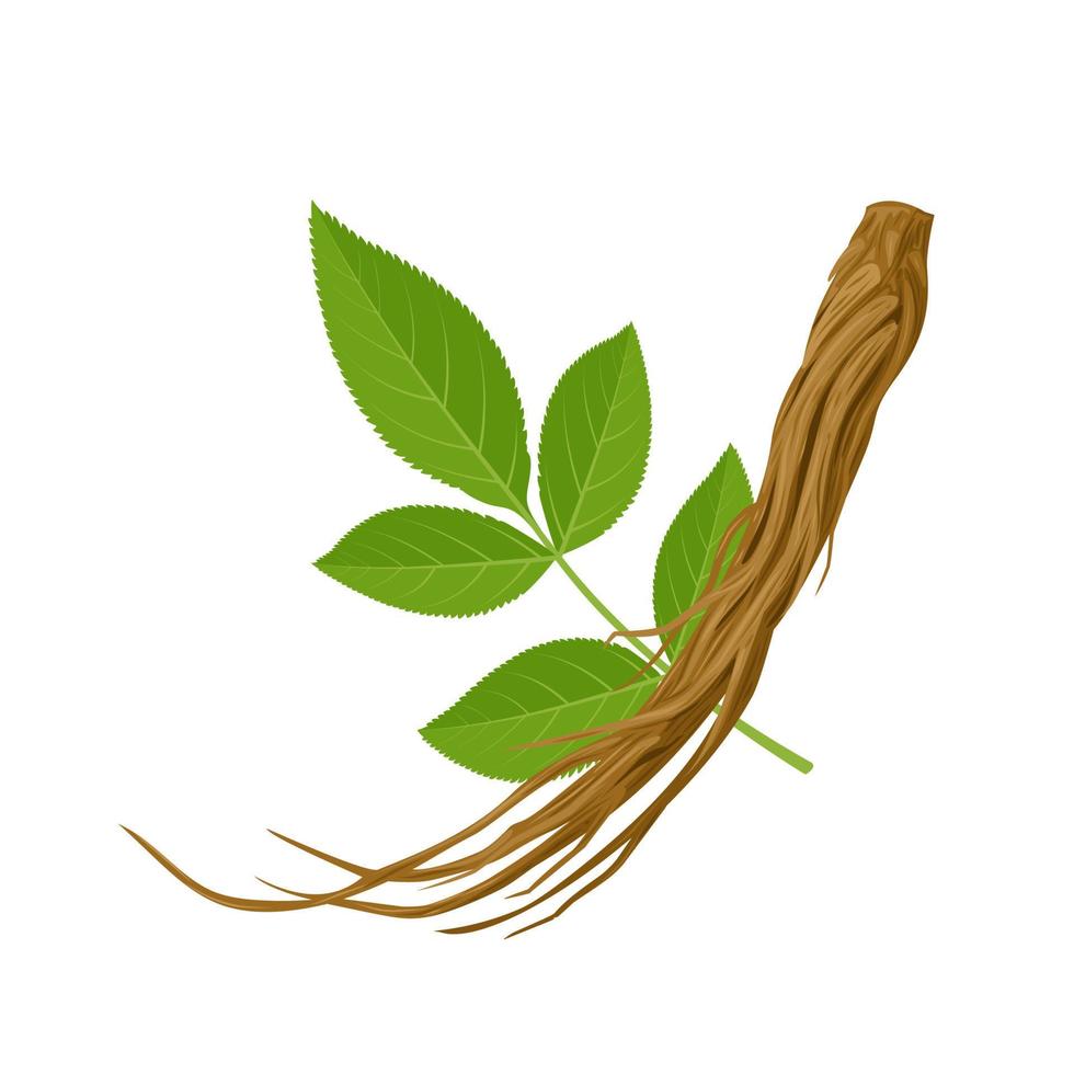 Vector illustration, Dried root of Dong quai, or Angelica sinensis, with green leaves, isolated on white background.