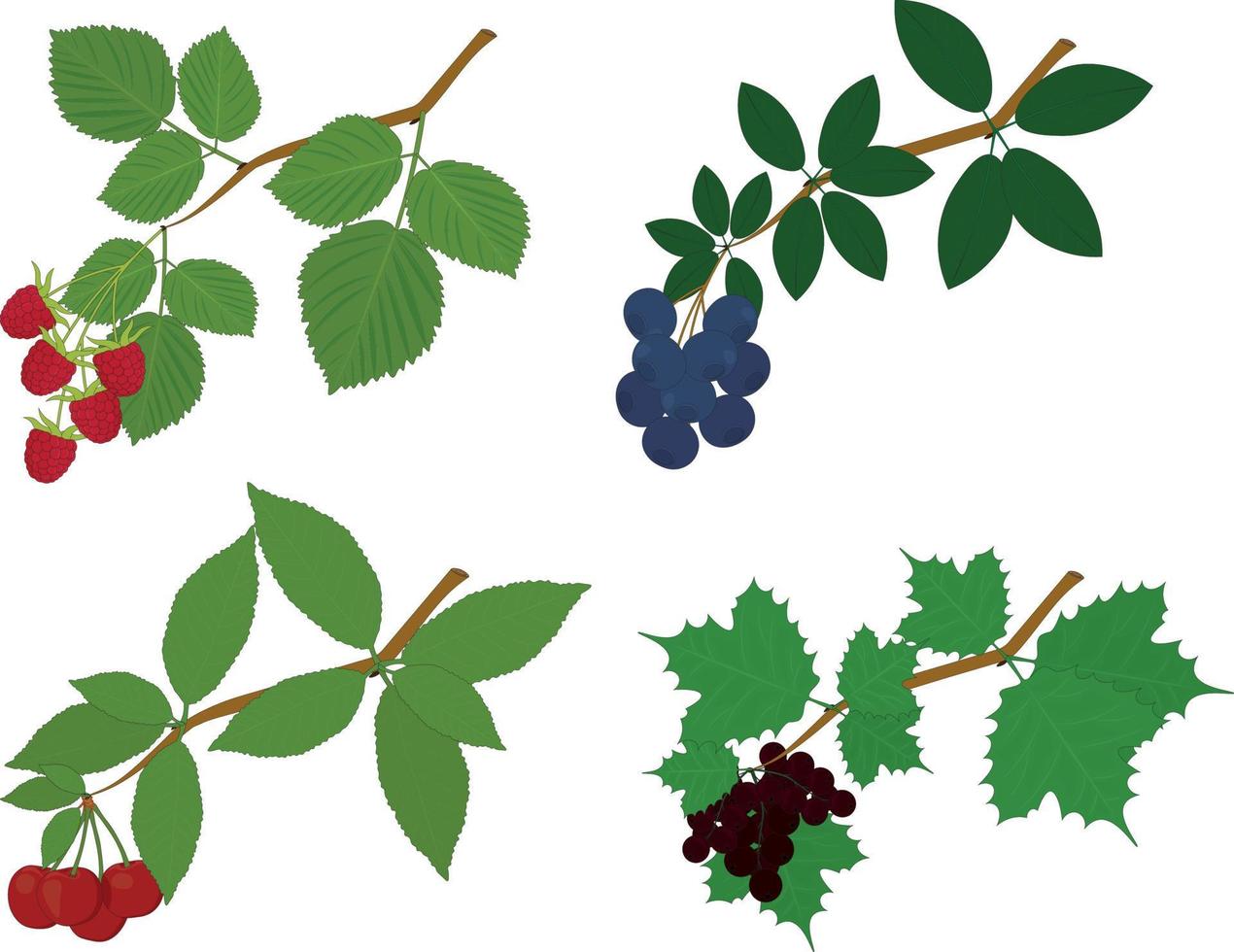 frambuesa, arándano, Cereza y grosella ramas con hojas y bayas vector ilustración