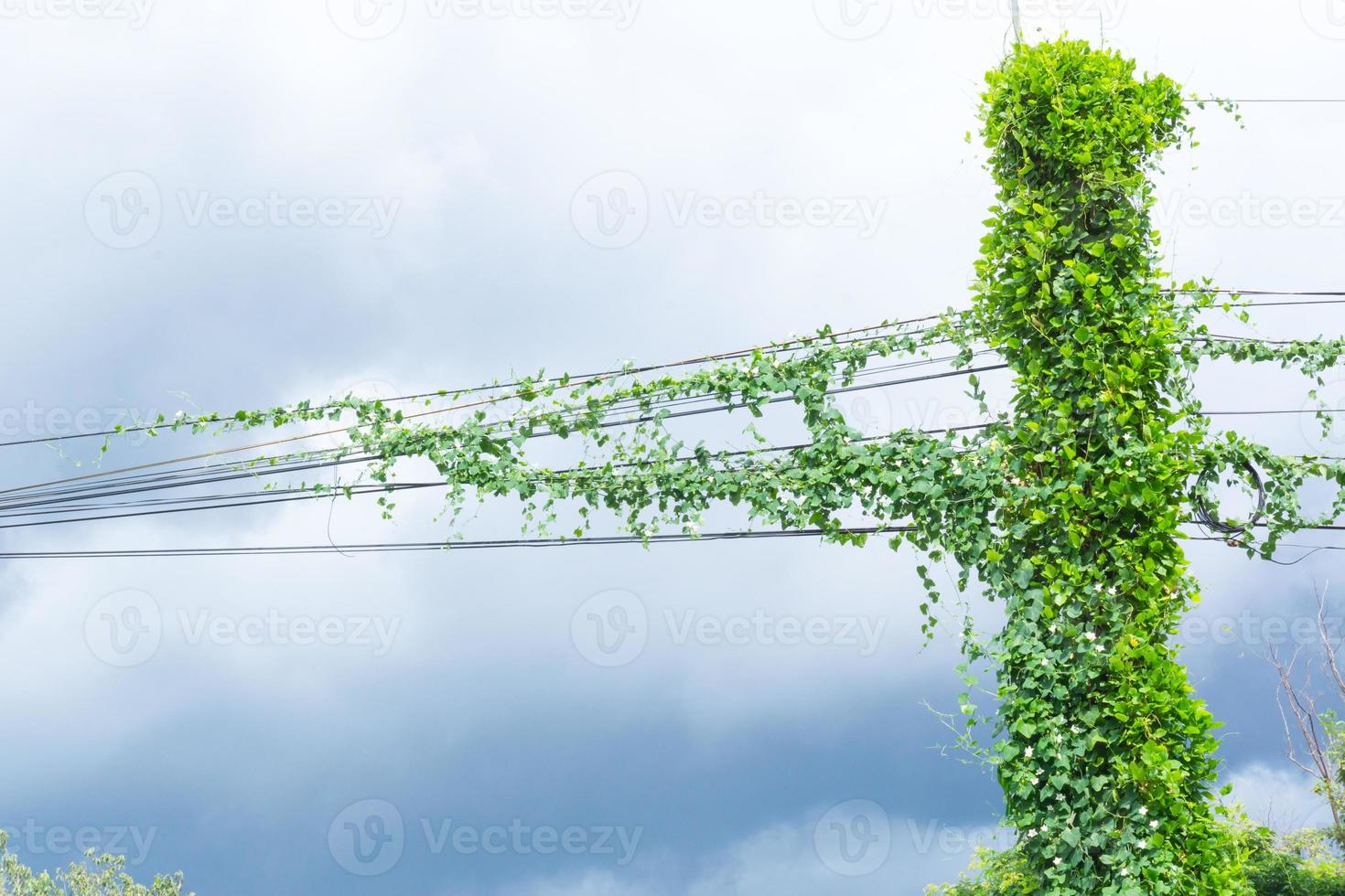 Green creeper plants messy communication cable and electric power line pole with creeper plants problem of not maintained,a weeds covered cabling manage in Thailand photo