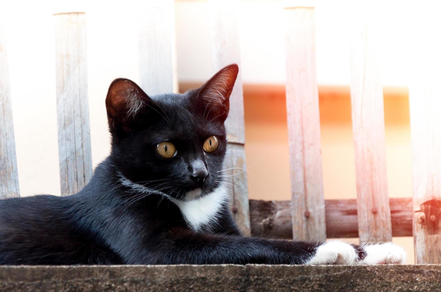 Young cat of a black color on fence ,Animal portrait Black kitten photo