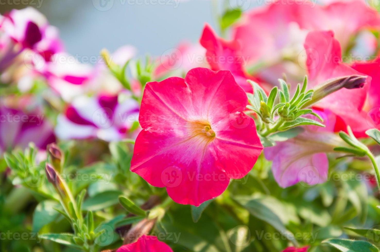 Beautiful spring pink petunia flower for background 20118692 Stock