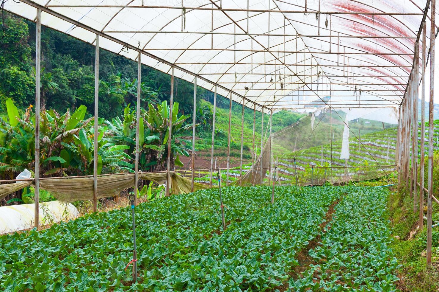 Organic vegetable farm garden,future agriculture for safety food in Northern Thailand photo