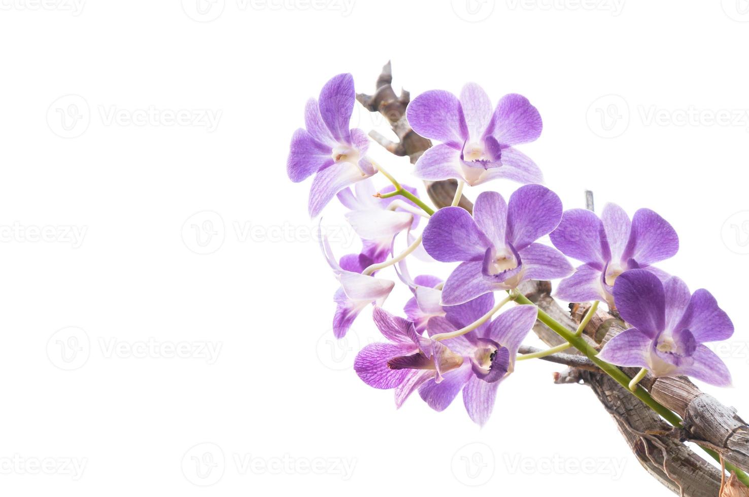 Beautiful purple orchid flowers branch isolated on white background photo